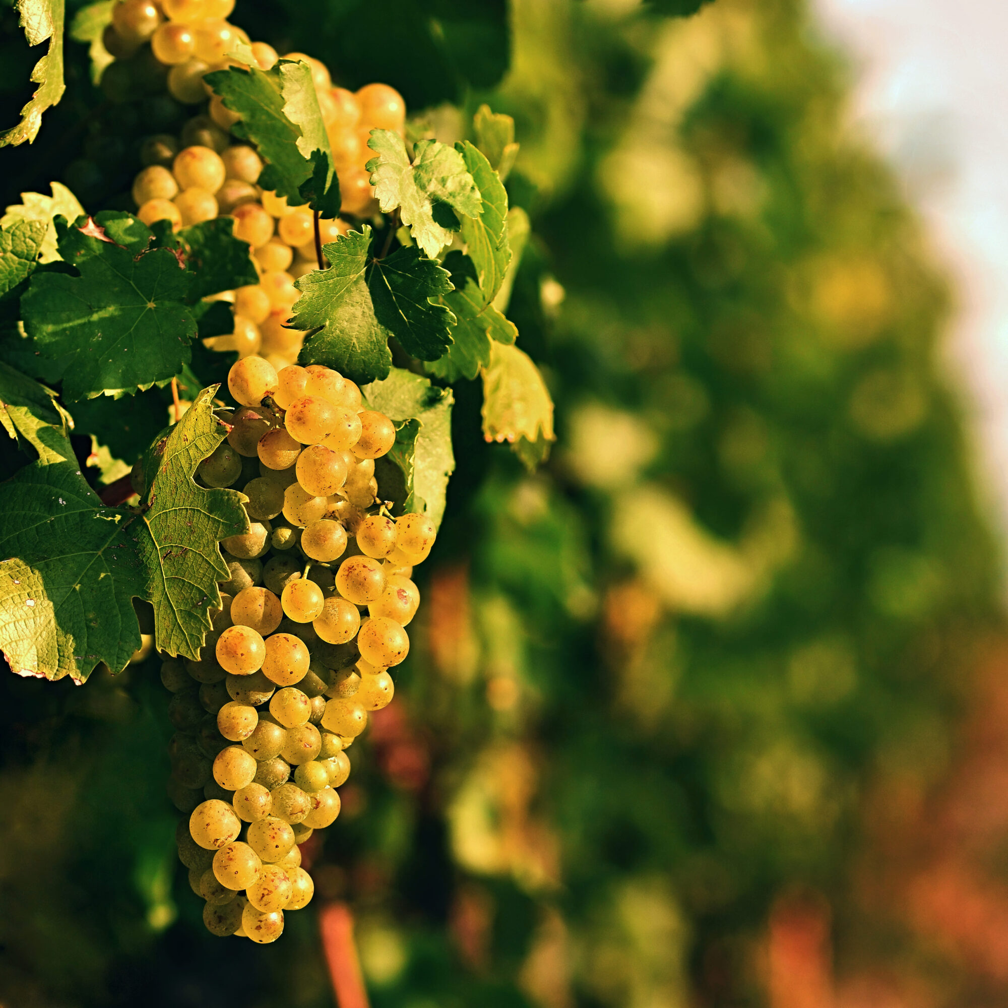 expertos en exportacion de vino