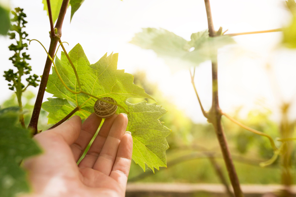 bodegas españolas ecologicas y sostenibles con merchandising coherente. 
